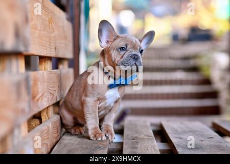 Junger blauroter französischer Bulldog-Hund mit blauer Fliege Stockfoto