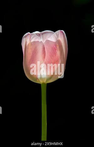 Hinterleuchtete rosa Tulpenblüte vor schwarzem Hintergrund. Stockfoto