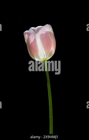 Hinterleuchtete rosa Tulpenblüte vor schwarzem Hintergrund. Stockfoto