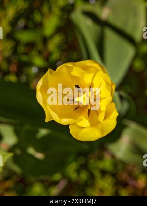 Nahaufnahme einer gelben Tulpenblume von oben. Stockfoto