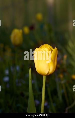 Nahaufnahme einer halb geöffneten gelben Tulpenblüte. Stockfoto