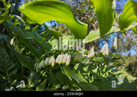 Der Blütenstamm einer Salomonschen Siegel (Polygonatum multiflorum). Stockfoto