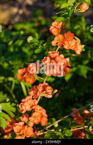 Zweig der japanisch blühenden Quitte (Chaenomeles japonica) mit rötlich-orangen Blüten. Stockfoto