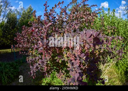 Japanische Berberitze (Berberis thunbergii) wächst im Kleingarten. Stockfoto