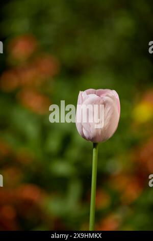 Ungeöffnete blassrosa Tulpenblüte. Stockfoto