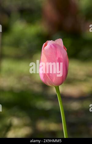 Unopened pink tulip flower. Stockfoto