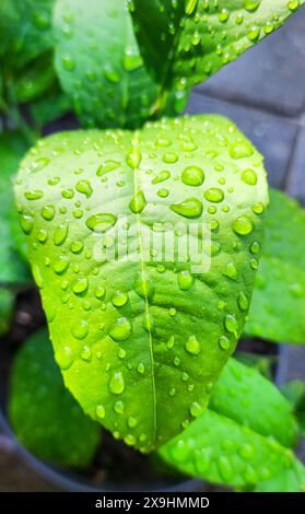 Wassertröpfchen auf dem glänzenden Blatt einer Zitronenpflanze (Citrus limon) Stockfoto