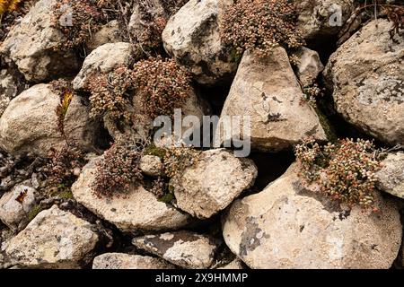 Eine Felsmauer, bedeckt mit Moos und Pflanzen. Die Pflanzen wachsen auf den Felsen und das Moos bedeckt die Oberfläche. Das Bild hat ein natürliches und friedliches Stockfoto