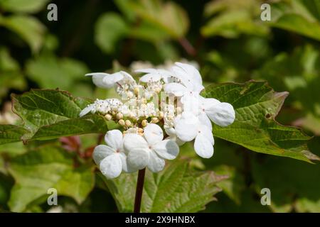 Gelderrose (Viburnum opulus), Nahaufnahme der Blütenumbel und Blätter der Hecke, England, Großbritannien, im Mai Stockfoto