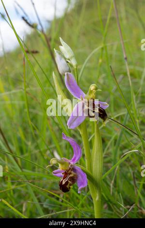 Bienenorchidee (Ophrys apifera) Wildblume auf Kreideflächen in Denbies Hillside, Surrey, England, Großbritannien Stockfoto