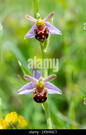 Bienenorchidee (Ophrys apifera) Wildblume auf Kreideflächen in Denbies Hillside, Surrey, England, Großbritannien Stockfoto