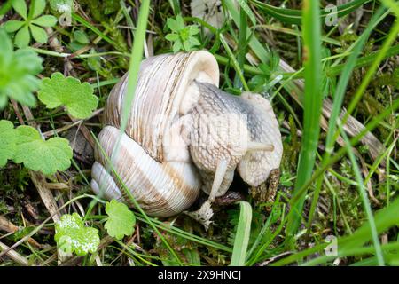 Römische Schnecke (Helix pomatia), eine große Schnecke oder Weichtierart auf Kreideflächen in Surrey, England, Großbritannien Stockfoto