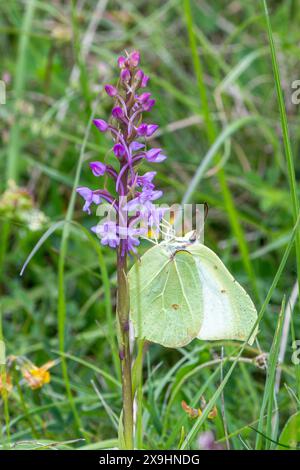 Schwefel-Schmetterling (Gonepteryx rhamni) auf einer duftenden Orchidee (Gymnadenia conopsea) im Kreidegrasland, Surrey, England, UK Stockfoto