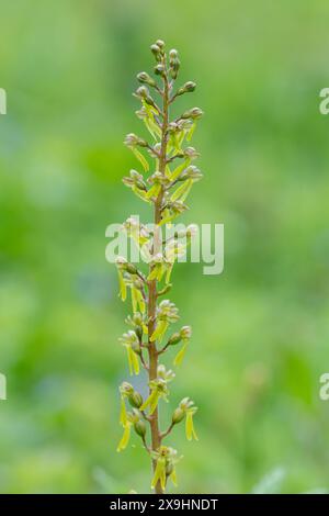 Gewöhnliches Twayblade (Neottia ovata) blühender Dorn, Surrey, England, Großbritannien, blüht im Mai auf Kreide unten Stockfoto