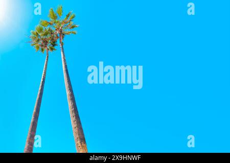 Wunderschöne Aussicht von unten auf zwei hohe Palmen, die ihre Wedel zum klaren blauen Himmel ausdehnen. Tropischer Hintergrund mit Kopierraum. Stockfoto