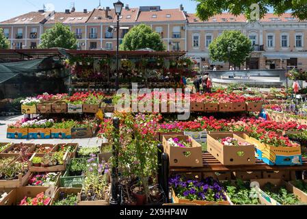 Bunte und lebendige Blumenpräsentation auf dem Zemun Markt in Belgrad. April 2024 Stockfoto