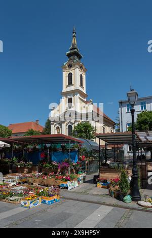 Bunte und lebendige Blumenpräsentation auf dem Zemun Markt in Belgrad. April 2024 Stockfoto