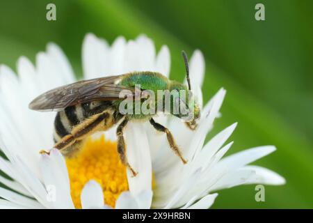 Natürliche Nahaufnahme einer farbenfrohen, grünen, metallischen Schweißbiene aus Nordamerika, Agapostemon viresecens aus Oregon, USA Stockfoto