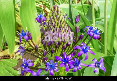 Blühende peruanische Muschel (Scilla peruviana) portugiesische Muschel, Blume im Garten Stockfoto