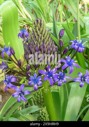 Blühende peruanische Muschel (Scilla peruviana) portugiesische Muschel, Blume im Garten Stockfoto