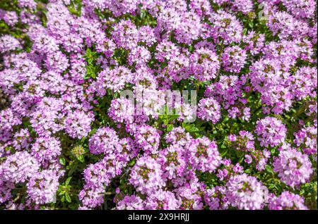 Blühender Kaskadenthymian (Thymus longicaulis ssp. Odoratus), Bayern, Deutschland, Europa Stockfoto