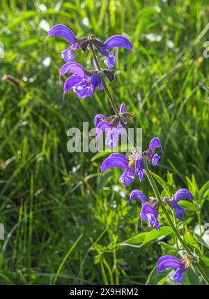 Blühender Wiesensalbei (Salvia pratensis), auch Wiesensalbei Stockfoto