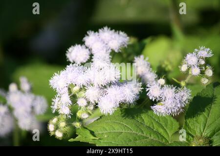 Küken- oder Weissgras (Ageratum conyzoides) in Blüte : (Bild Sanjiv Shukla) Stockfoto