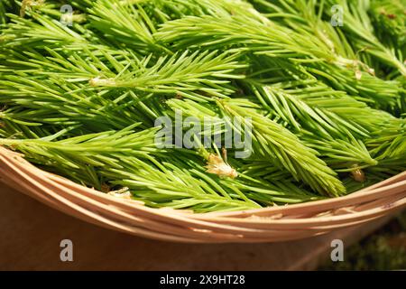 Junge Fichtenspitzen im Frühjahr in einem Korb geerntet - Zutat für hausgemachten Kräutersirup Stockfoto