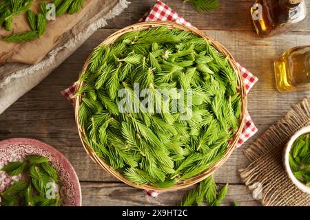 Junge Fichtenspitzen, die im Frühjahr in einem Korb geerntet werden - Zutat für Kräutersirup, Draufsicht Stockfoto