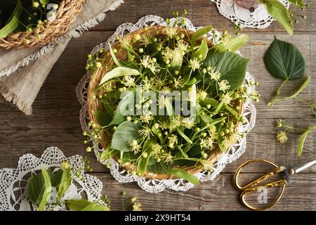 Korb voller frischer Linden- oder Tilia-Cordata-Blüten und Blätter, die im Frühjahr geerntet wurden, Draufsicht Stockfoto