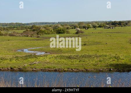 Marschlandweiden mit einer Herde von Belted Galloway Rindern Stockfoto