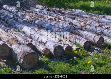 Birkenstämme liegen auf grünem Gras in Nahaufnahme. Stockfoto
