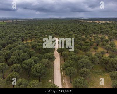 Kiefernwald von San Walabonso, Niebla, Huelva, Andalusien, Spanien. Stockfoto