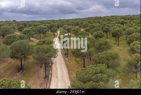 Kiefernwald von San Walabonso, Niebla, Huelva, Andalusien, Spanien. Stockfoto