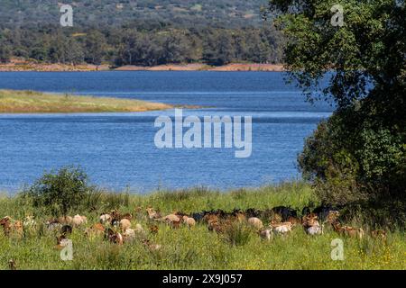 Stausee Retortillo, Naturpark Sierra de Hornachuelos, Provinz Córdoba, Andalusien, Spanien. Stockfoto