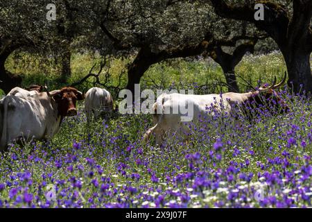Kühe, die auf einer blühenden Weide weiden, Aracena Stausee, Huelva, Andalusien, Spanien. Stockfoto