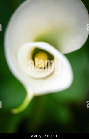 Calla palustris, monotypische Gattung der blühenden Pflanzen, Familie Araceae, Mallorca, Spanien. Stockfoto