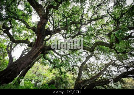 korkeichen- und Steineichenwald, Naturpark Sierra de Aracena und Picos de Aroche, Huelva, Andalusien, Spanien. Stockfoto