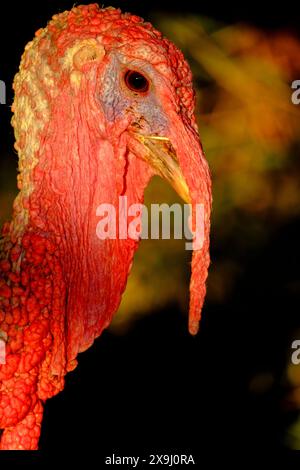 Pavo de Menorca, Casa de colònies des Pinaret, Ciutadella, Menorca, Balearen, Spanien. Stockfoto