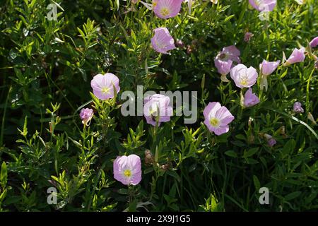 Pinkladies blüht im Frühsommer im Garten Stockfoto