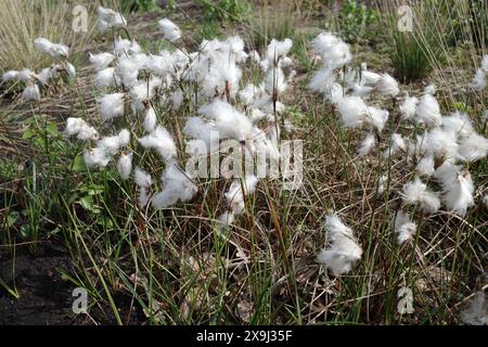 Blühendes Hasenschwanz-Baumwollgras wächst in einem riesigen Moorgebiet Stockfoto