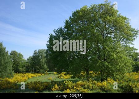 Birkenbäume und blühender Gemeinbesen in ländlicher Umgebung. Die Umwelt ist eine Art Heidefeld mit alten Grabhügeln in Niedersachsen Stockfoto