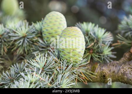 Ast der Atlas-Zederne mit weißlich-grünen Nadeln und jungen weiblichen Kegeln. Nahaufnahme des wunderschönen Cedrus Atlantica Baumes aus der Familie der Pinaceae. Natu Stockfoto