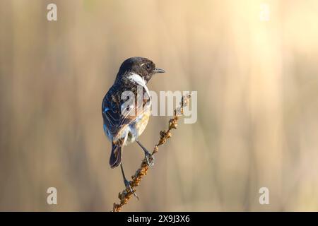 Männliches Stonechat am Zweig. Vogel über Orange Hintergrund (Saxicola torquatus) Stockfoto