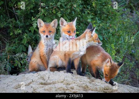 Rotfuchsjungen am Eingang der Höhle (Vulpes vulpes) Stockfoto