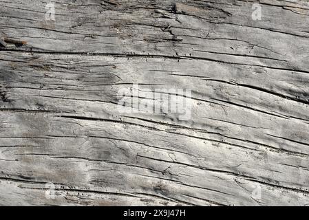 Hintergrund eines verwitterten Treibholzstammes Stockfoto