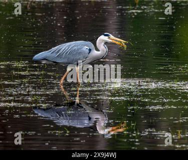 Der Graureiher Ardea cinerea, auch Fischreiher genannt, ist eine Vogelart aus der Ordnung Pelecaniformes 31.03.24, Hamburg, Naturschutzgebiet Reit, Â *** der Graureiher Ardea cinerea, auch Fischreiher genannt, ist eine Vogelart der Ordnung Pelecaniformes 31 03 24, Hamburg, Naturschutzgebiet Reit, Â Stockfoto