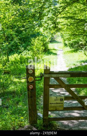 Warburg Nature Reserve, Henley-on-Thames, Oxfordshire, England, Vereinigtes Königreich, GB Stockfoto