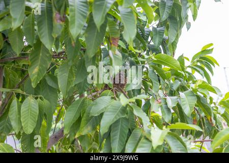 Leeres Vogelnest auf Zweigen in der Natur. Stockfoto