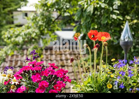 Hummel in der roten Mohnblume auf dem Balkon Stockfoto